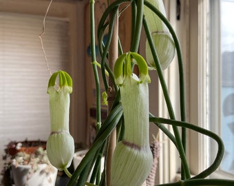 Rare Ceropegia Ampliata aka bushman’s pipe/  FIVE nice cuttings!