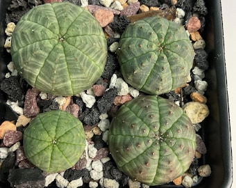 Adorable Euphorbia Obesa  :HYBRIDS /Lot of FOUR nice seedlings.