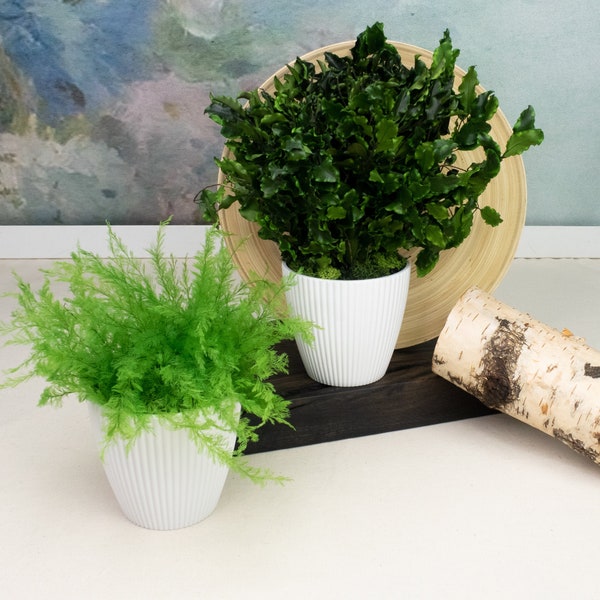 Real preserved pot plant, office eternal plant, greenery centerpiece, evergreen air plant, no watering plant, fern pot decor, asparagus