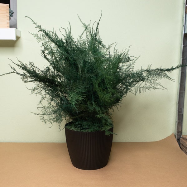 Real preserved pot plant, preserved asparagus, office eternal plant, greenery centerpiece, evergreen plant, no watering plant, plumosa fern