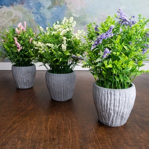 Peut inclure: Trois plantes en pot avec des fleurs de différentes couleurs. Les plantes sont dans des pots texturés gris et sont posées sur une surface en bois brun foncé.