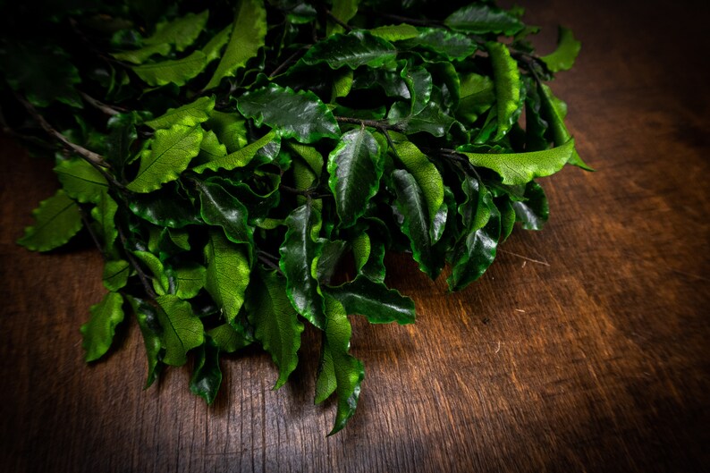 Real Preserved Greenery DIY Bouquet Preserved PITTOSPORUM Etsy