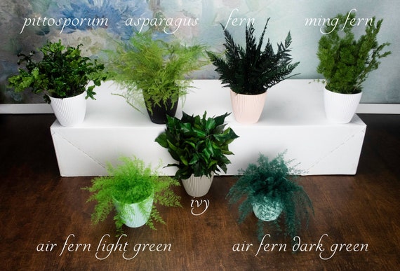 Konservierter Farn Blumentopf: Evergreen Bro Dekor - Etsy sterreich