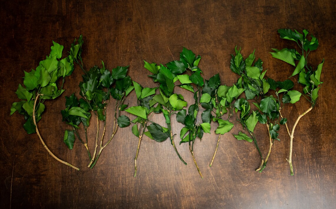 Vibrant Green Real Preserved Greenery DIY Bouquet Preserved Etsy