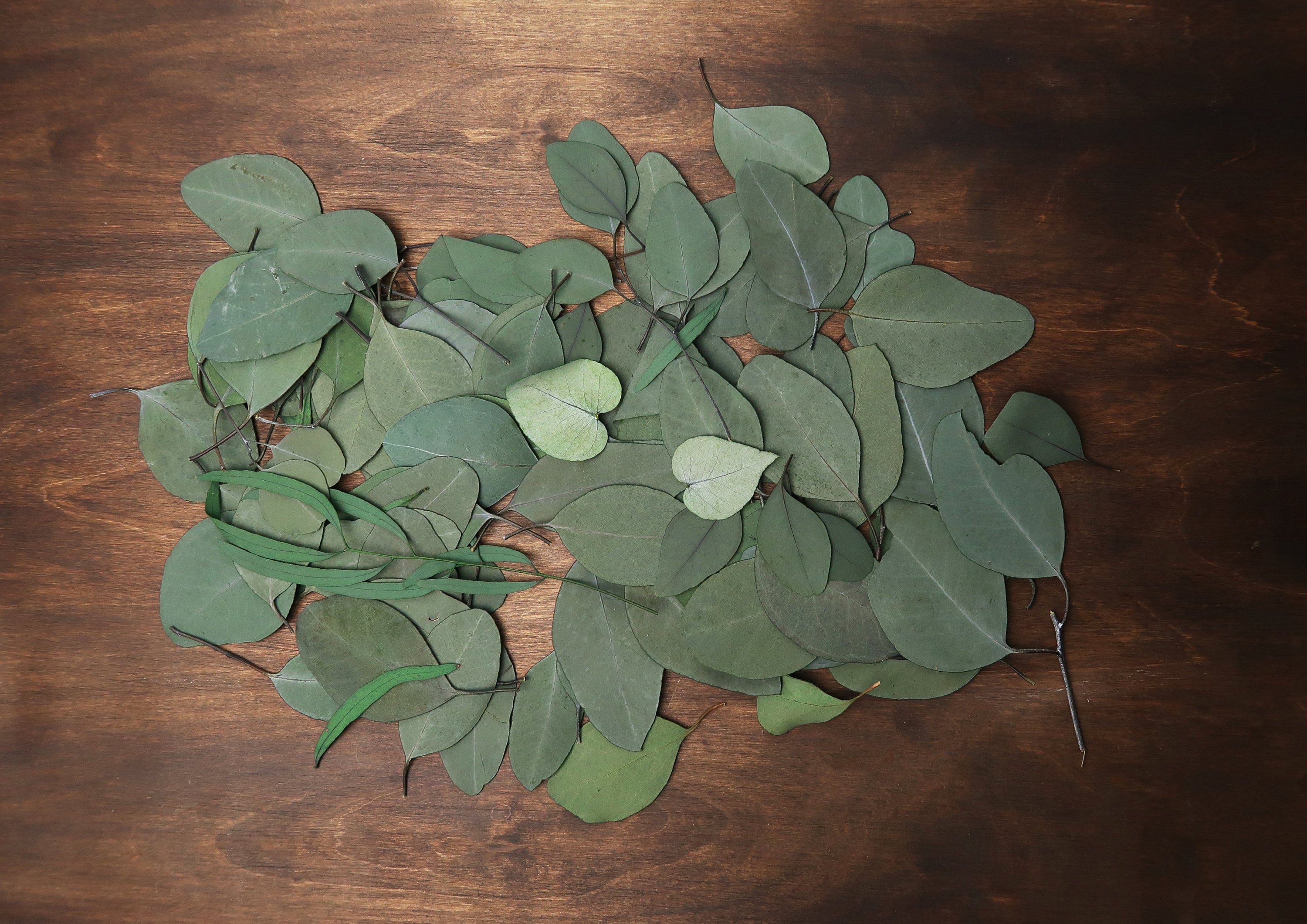 Preserved eucalyptus leaves mix craft supply greenery DIY