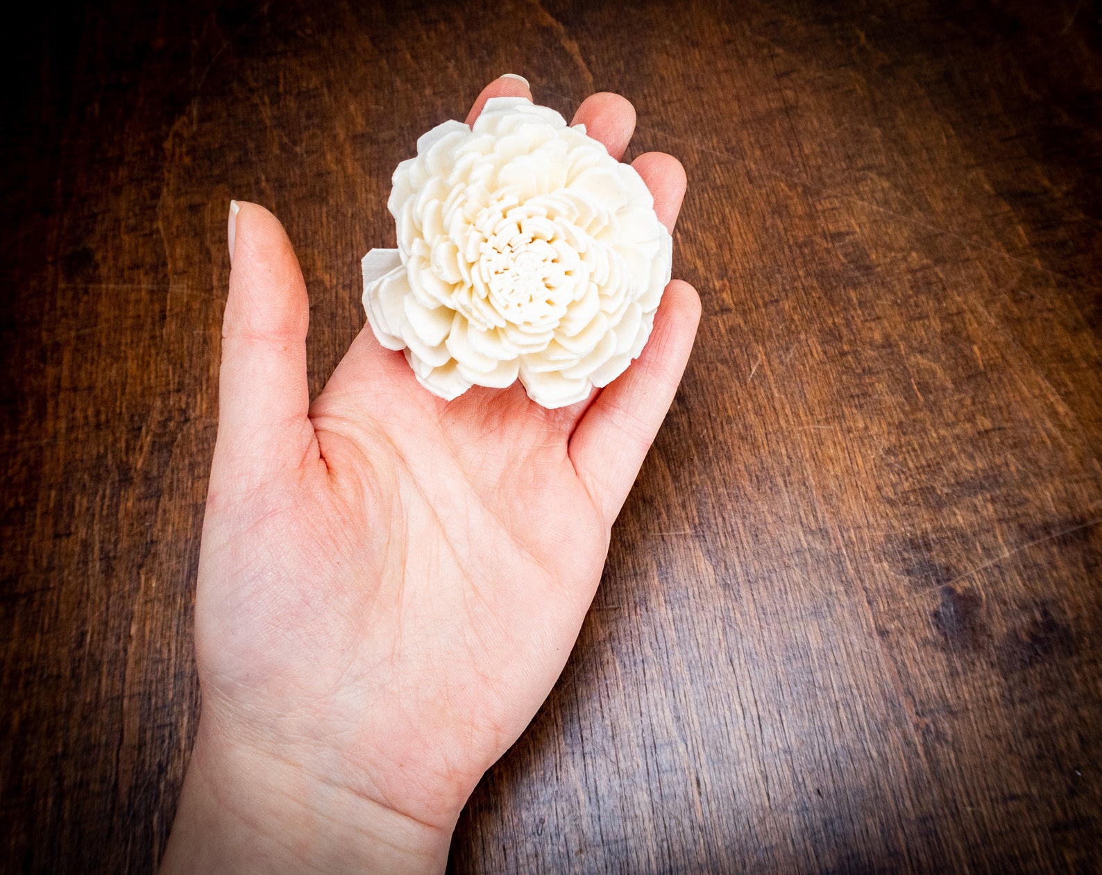 Wholesale Bulk Sola Flowers Wedding Decor White Ivory Diy Etsy