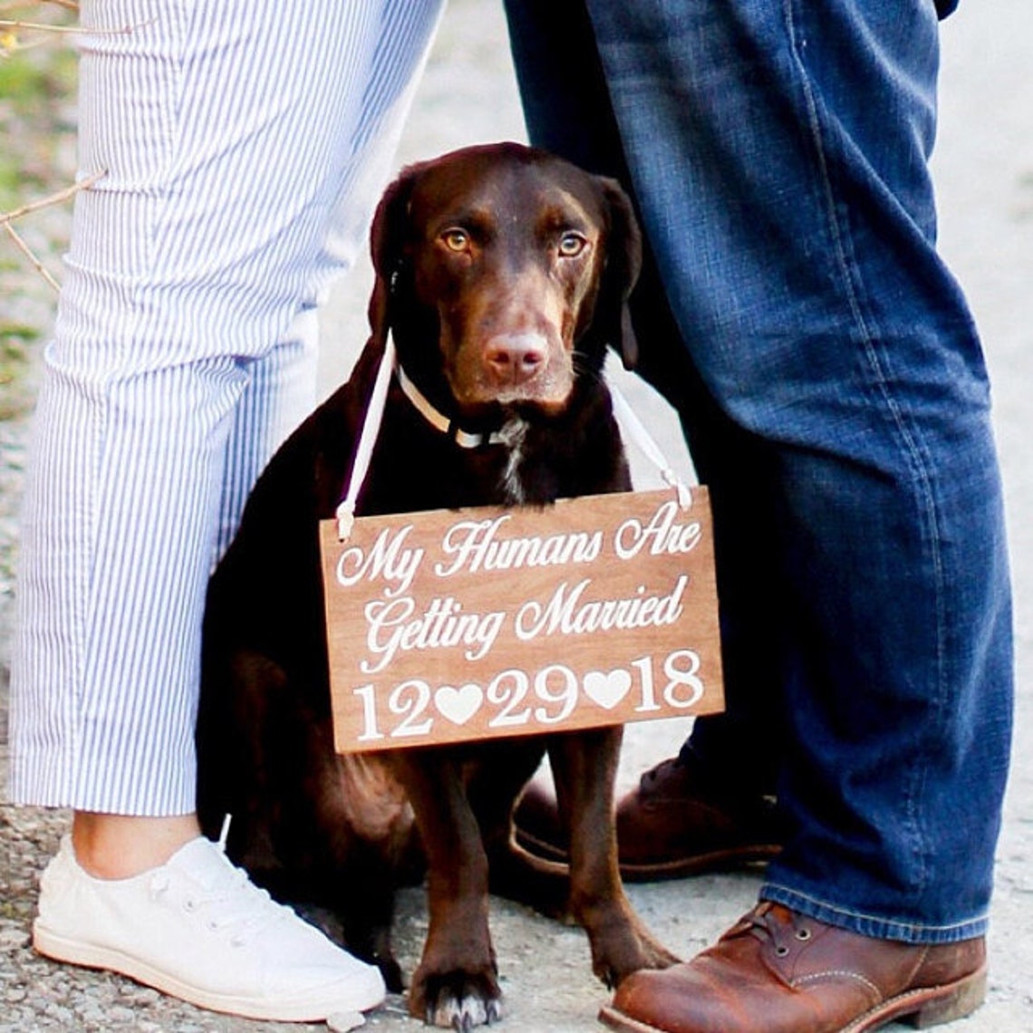 Save the Date Dog Wedding Sign/my Humans Are Getting Etsy