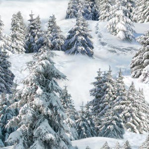 Op de afbeelding: Een winterlandschap met besneeuwde groenblijvende bomen. De afbeelding toont een boslandschap met een dikke laag sneeuw die de grond en de takken van de bomen bedekt. De scène is een serene, natuurlijke omgeving.