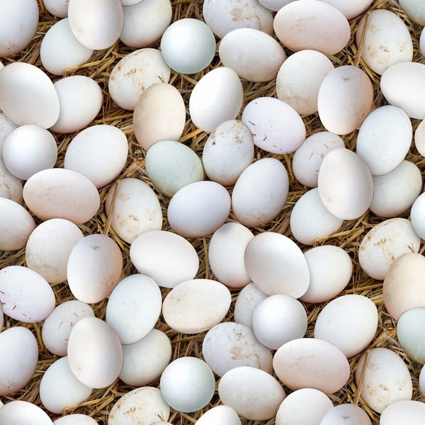 Patchworkstoff Eier im Stroh