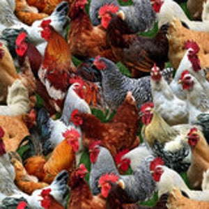 Può includere: Un'immagine ravvicinata di un gruppo di galline di vari colori, tra cui bianco, marrone, nero e grigio. Le galline sono tutte in piedi vicine, e alcune guardano la fotocamera.