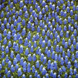 Patchwork fabric pearl hyacinths