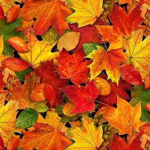 Peut inclure: Une collection de feuilles d'automne dans différentes nuances de rouge, orange, jaune et vert. Les feuilles sont disposées de manière aléatoire, créant un bel affichage coloré.