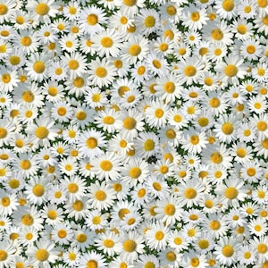 May include: A close-up image of a field of white daisies with yellow centres. The daisies are in full bloom and cover the entire image.