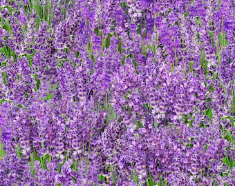 Patchworkstoff Lavendel