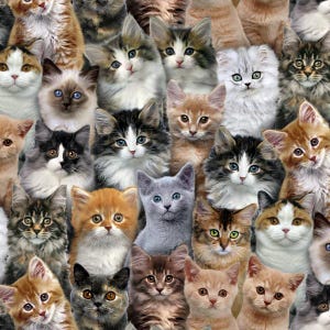 Op de afbeelding: Een close-up afbeelding van een verscheidenheid aan kittens met verschillende vachtkleuren en patronen. De kittens kijken met nieuwsgierige gezichtsuitdrukkingen naar de camera.