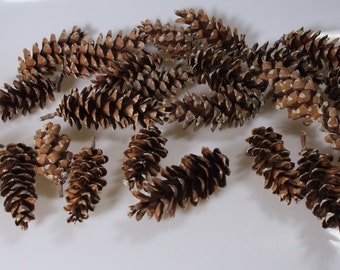 May include: A collection of brown pine cones with white markings. The cones are arranged on a white surface.