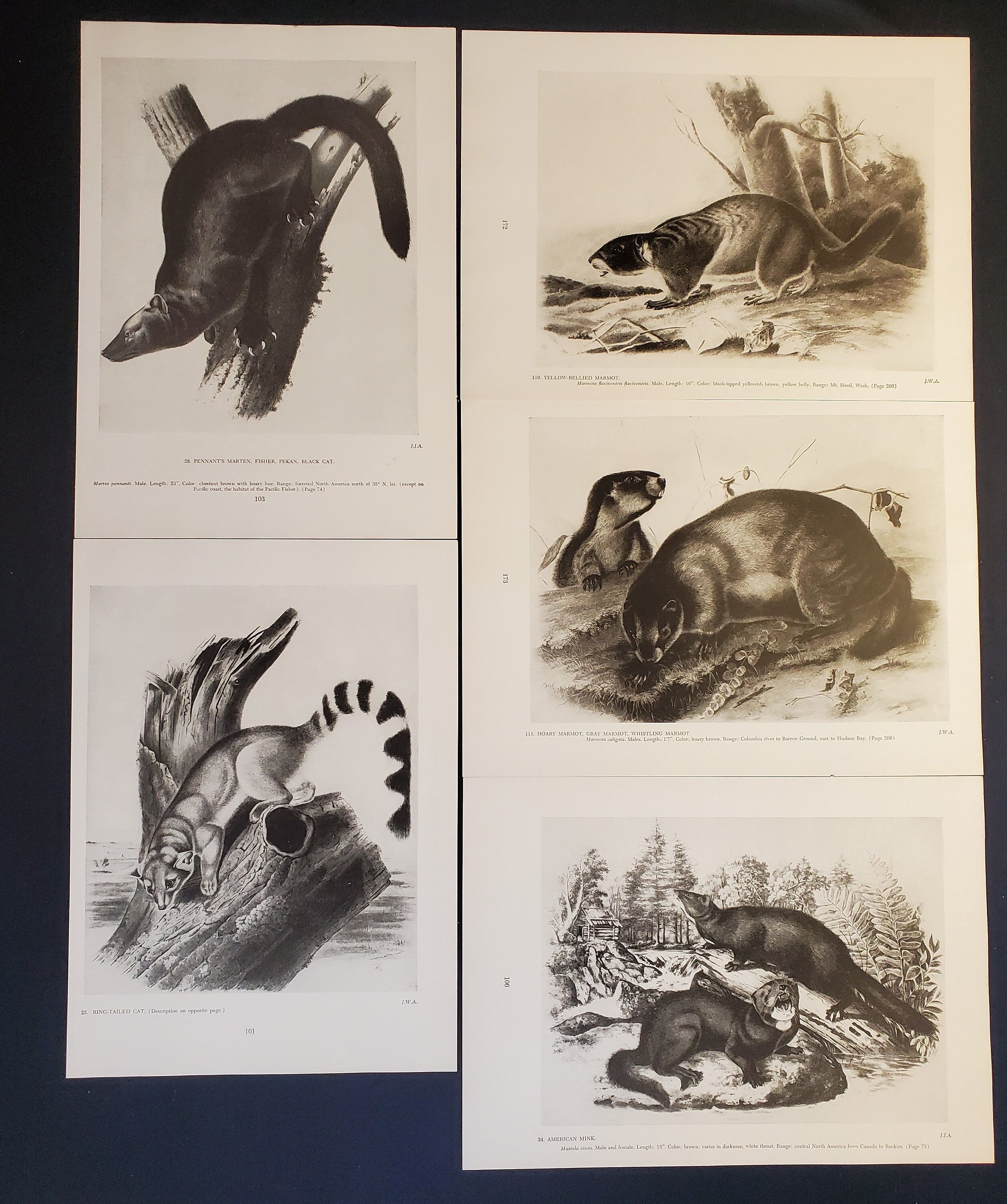 Lot of 5 Vintage Audubon Mink Marmot and Fisher Prints Full Page