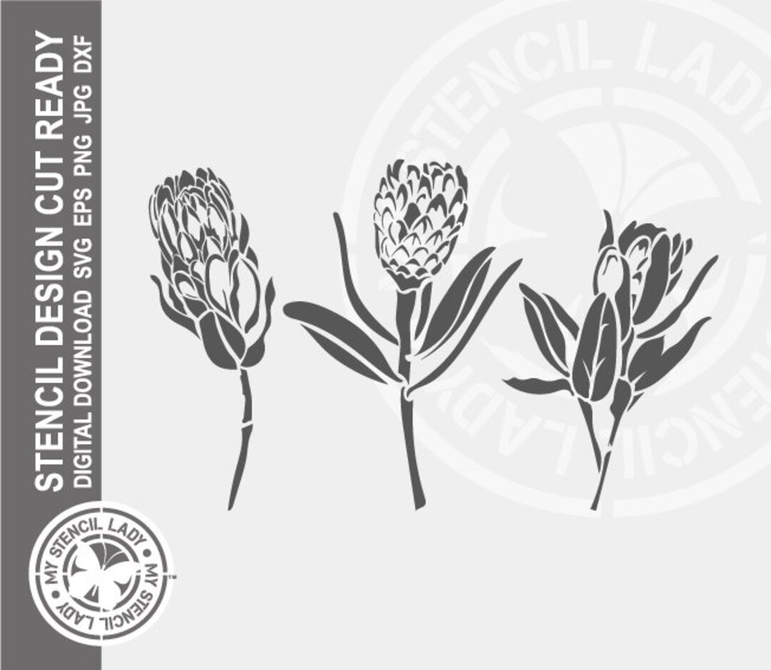Proteas Flowers Hand Drawn 1484 Stencil Digital Download Laser Cricut Cut Ready Design .svg .eps