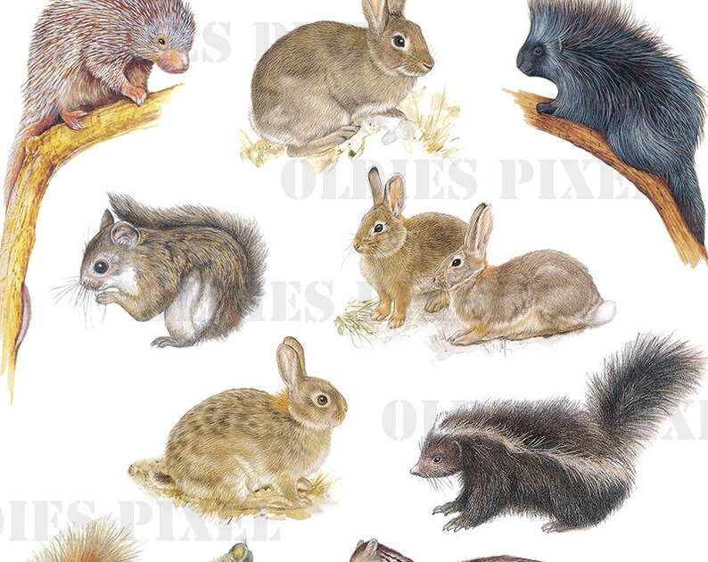 Vintage Animals Drawing Instant Download JPG Illustration Art | Etsy