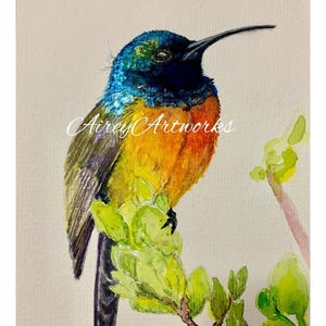Single art card/orange breasted sunbird art card/orange breasted sunbird art print