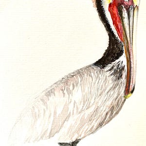 Singola cartolina artistica/Carta acquerello Pelican/Stampa artistica Brown Pelican
