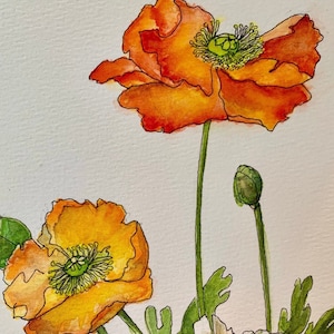 Carte d'art unique/carte d'art coquelicots d'Islande/impression aquarelle de coquelicots orange et jaunes