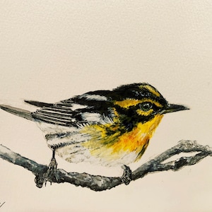 Blackburnian Warbler original pintado à mão aquarela arte/ warbler aquarela 5x7 pintura original