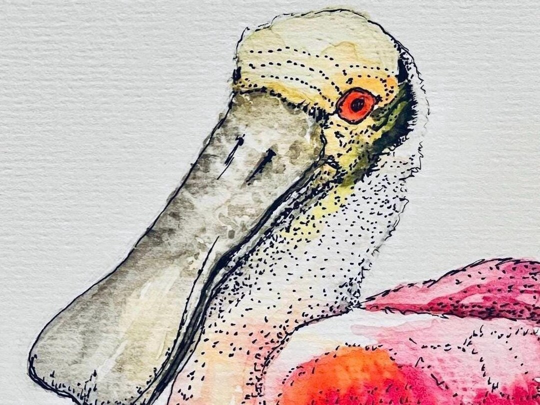 Roseate Spoonbill Art Cards, Watercolor Bird Prints - Set of 2 - Etsy