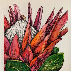 Single art card/Protea blossom botanical watercolour print /pink protea flower watercolour card