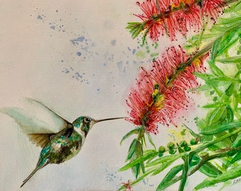 Hummingbird and Callistemon original watercolour 8x10 hummingbird painting/woodstar hummingbird watercolour