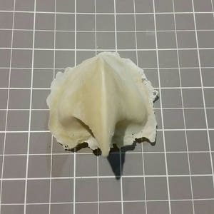 Bird nose/beak prosthetic (slip latex)