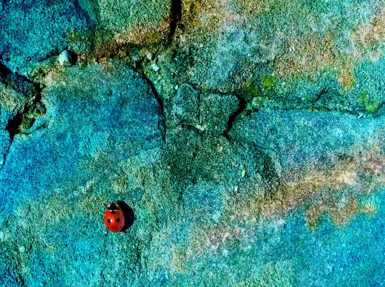 Ladybug prints animal in nature Instant Photo Download Printable Photography Digital Art Colourful Art Art for the wall Wall Decor