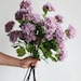 see more listings in the hydrangeas/lilac section