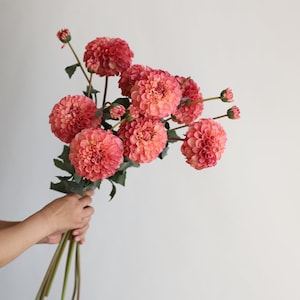 May include: A bouquet of pink dahlia flowers with green stems. The flowers are arranged in a loose, natural style.