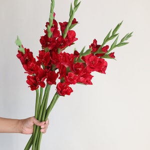 May include: A bouquet of red gladiolus flowers with green stems.