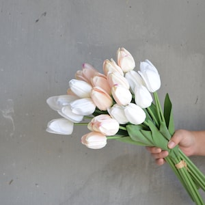 May include: A bouquet of white and peach tulips with green stems.