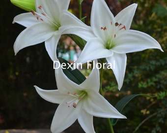 Real Touch White Tiger Lily Stem, bukiet ślubny DIY – sztuczny kwiat