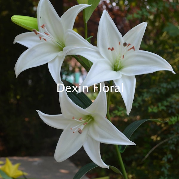 Real Touch White Tiger Lily Stem, DIY Hochzeitsstrauß Blume-Künstliche Blume