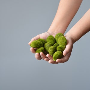 May include: A hand holding a handful of small, round, green moss balls.