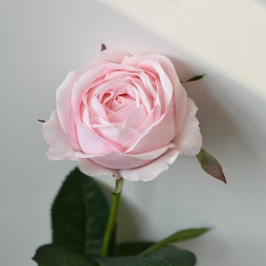 17&quot; Pink Cabbage Real Touch Roses, High Quality Artificial Flower | Centerpieces | Wedding/Home Decoration | Gifts - Light Pink