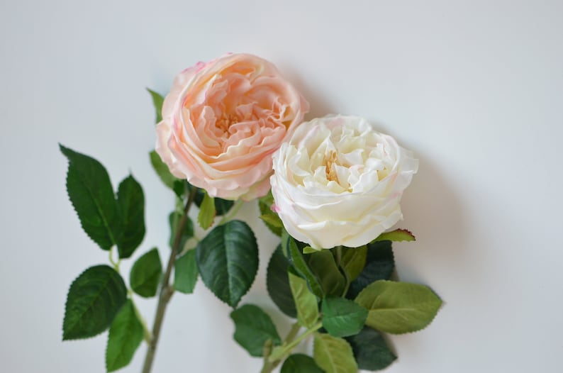 24 Austin Cabbage Roses Garden Roses Real Touch Roses Etsy