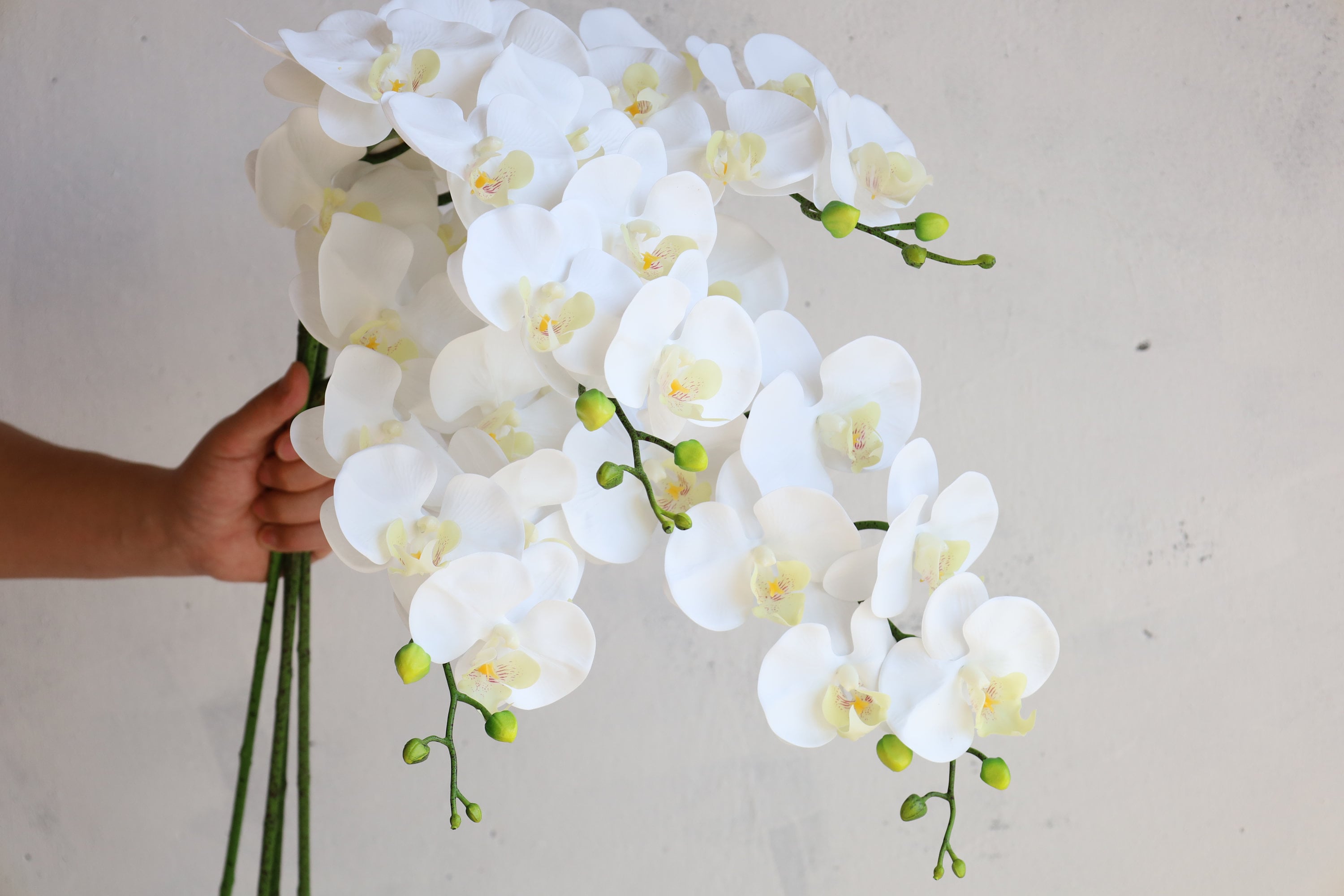 White Orchid Kokedama Ikebana Taste, Moss Ball With Beautiful
