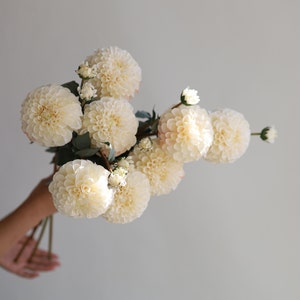 31.6" Artificial Dahlia Blossom Branch-Ivory/Beige, Dahlia Flower Stem, DIY Florals | Wedding/Home Decoration/Bouquets/Centerpieces | Gifts