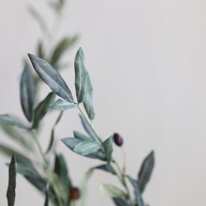 May include: A close-up of a branch of an olive tree with green leaves and small, dark purple olives.