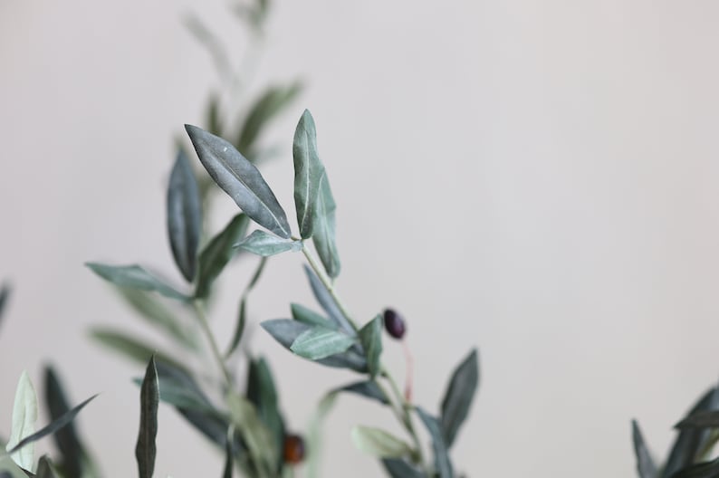 May include: A close-up of a branch of an olive tree with green leaves and small, dark purple olives.