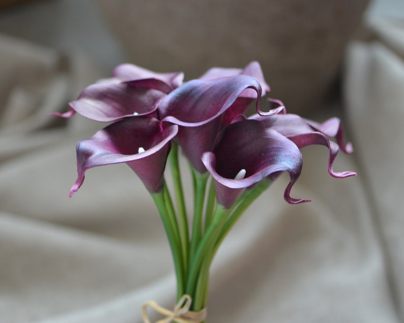 May include: A bouquet of six purple calla lilies with green stems.