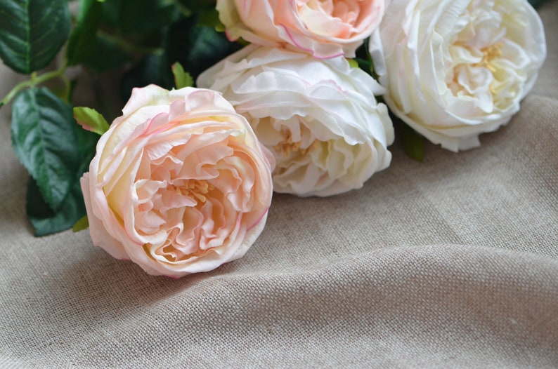 Austin Cabbage Roses Garden Roses Real Touch Roses Blush Etsy