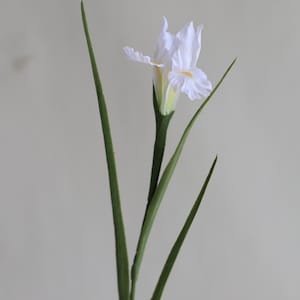 May include: A single white iris flower with yellow accents on the petals. The flower is on a long green stem with multiple leaves.