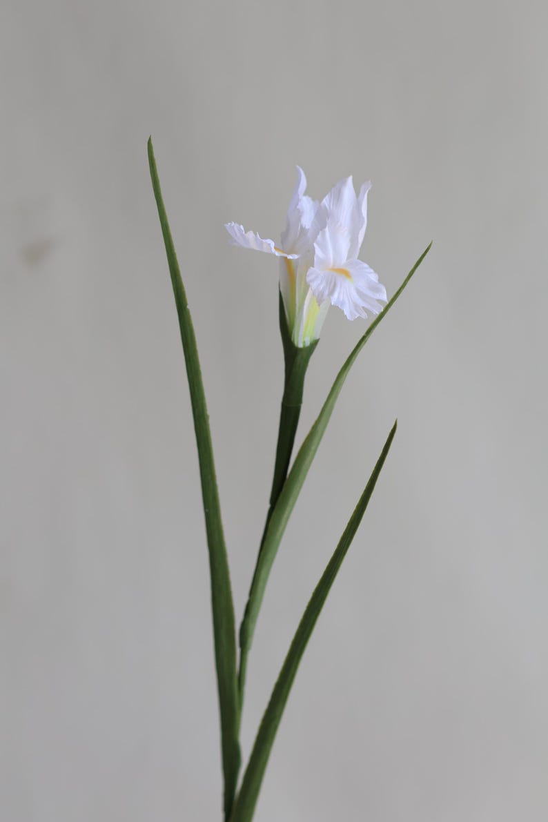 May include: A single white iris flower with yellow accents on the petals. The flower is on a long green stem with multiple leaves.