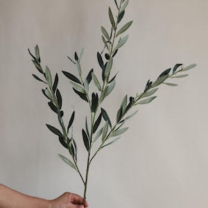 May include: A single olive branch with green leaves and black olives. The branch is 37 inches long. "This is one branch-37" is written in black text at the top of the image.